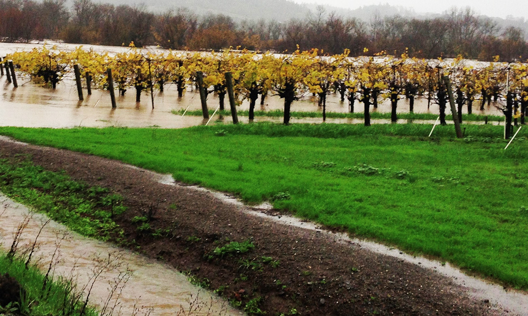 Flooded Vineyard