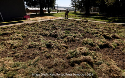 From The Press Democrat: ‘Like the work of a small bulldozer’: Wild boars feast on, and destroy Geyserville school grounds