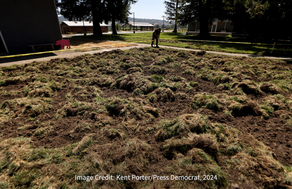 Wild boars feast on, and destroy, Geyserville school grounds